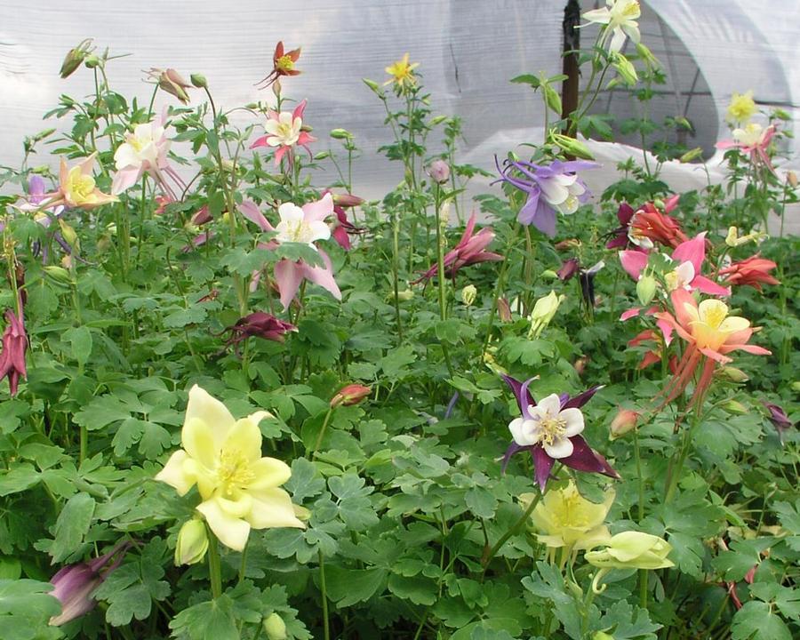 Aquilegia x Dragonfly