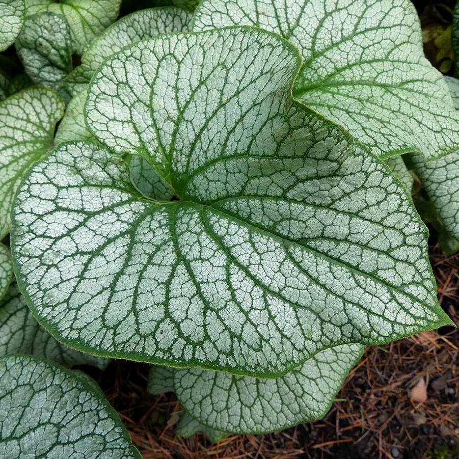 Brunnera macrophylla Alexander's Great PP25789