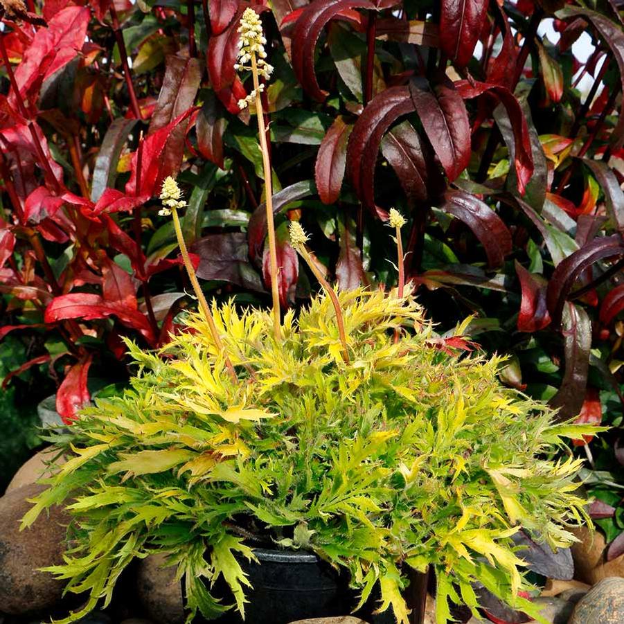 Heuchera FYRE WING™ Heliodor