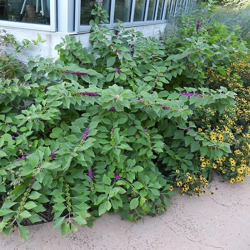 Callicarpa 