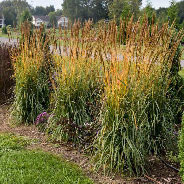 Sorghastrum nutans Golden Sunset™