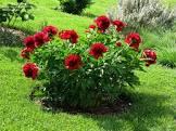 Paeonia lacttiflora Red Charm