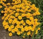 Heliopsis helianthoides Sole Giatto