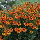 Helenium Mardi Gras