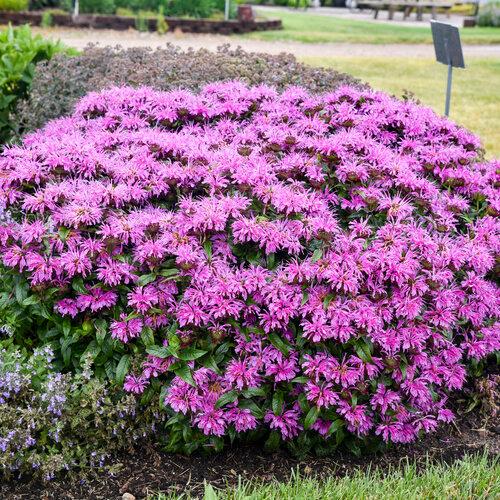 Monarda didyma Pardon My Lavender II PP34131