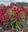 Echinacea Sunmagic® SunMagic® Vintage Red