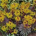 Euphorbia x hybrida Miner's Berry Bordeaux
