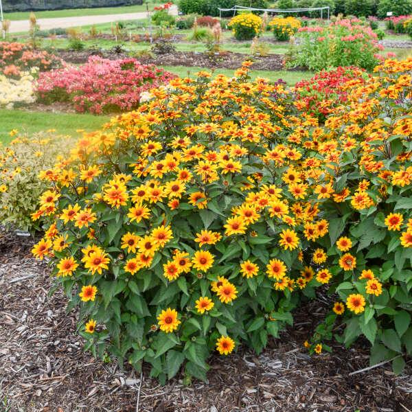 Heliopsis helianthoides Sundial PP37407