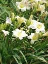 Hemerocallis Joan Senior