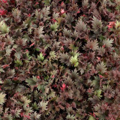 Heuchera FYRE WING™ Spinel