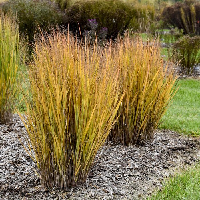 Panicum virgatum Half Pint