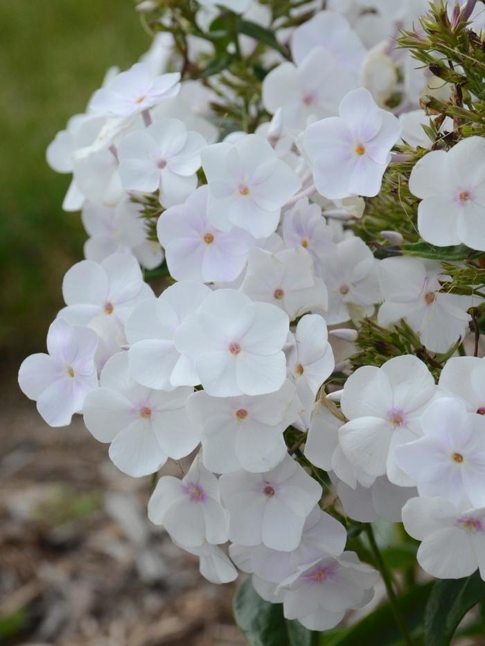 Phlox Fashionably Early Crystal