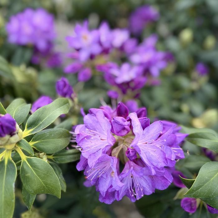 Rhododendron catawbiense Purpureum Elegans
