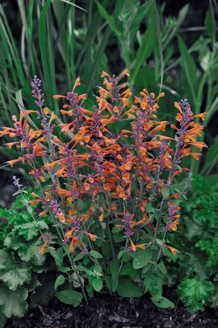 Agastache aurantiaca Tango