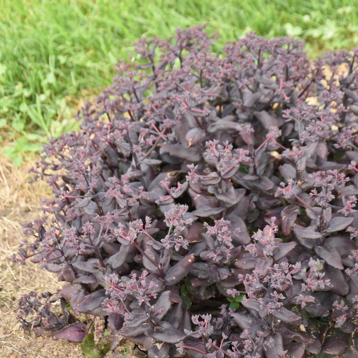 Sedum After Dark