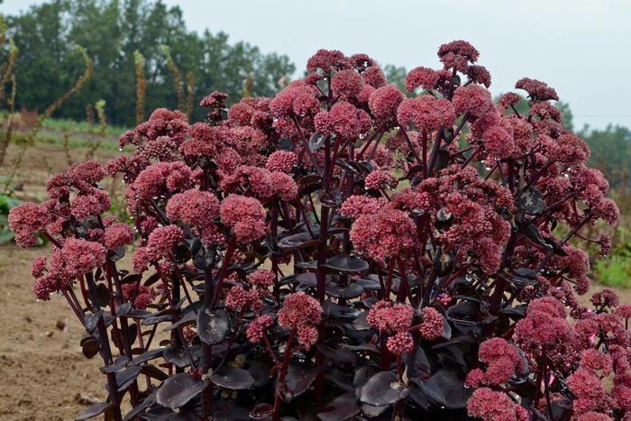 Sedum Night Embers