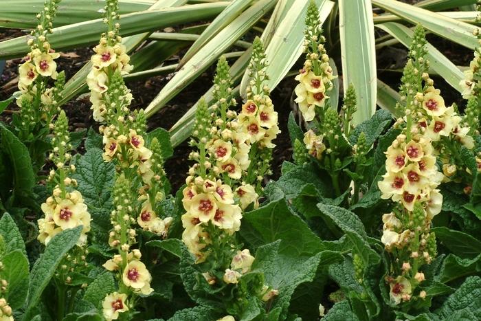 Verbascum Dark Eyes
