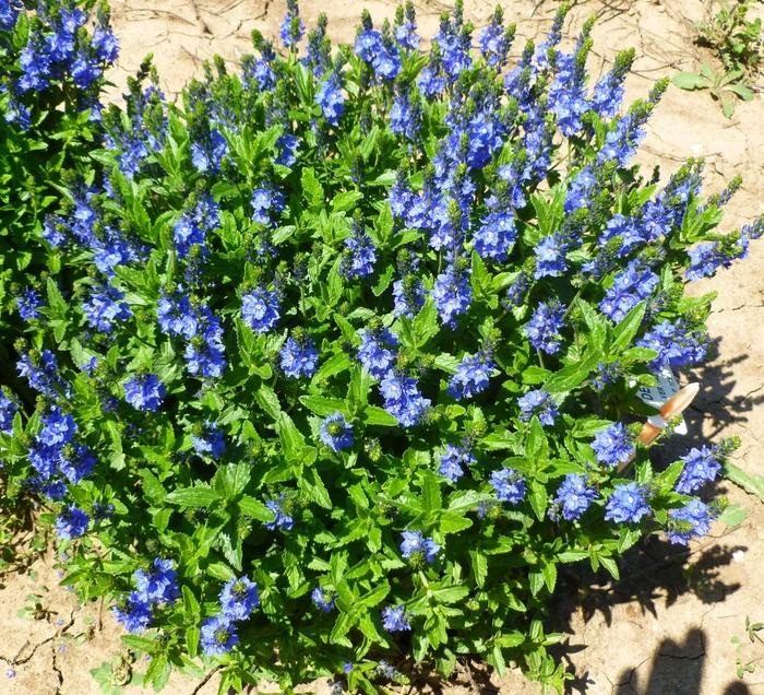 Veronica austriaca Venice Blue