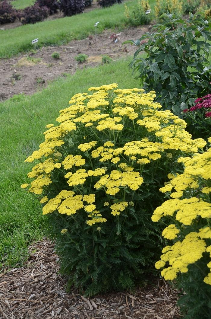 Achillea Firefly Sunshine