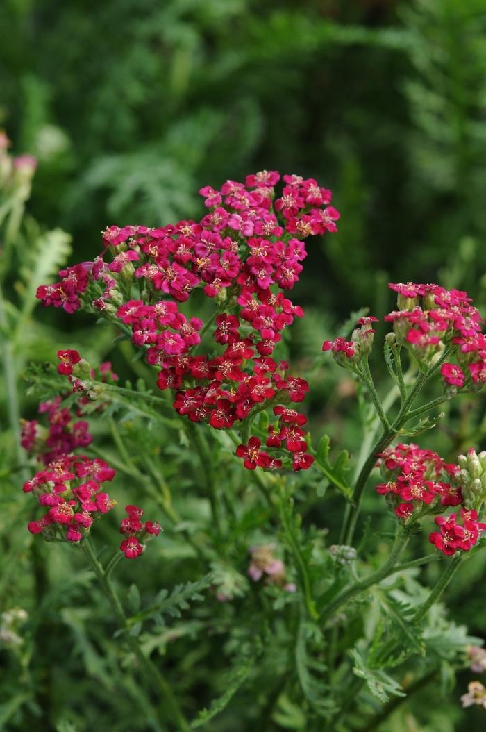 Achillea millefolium New Vintage™ Red
