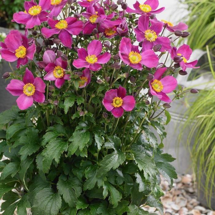 Anemone Fantasy™ Red Riding Hood PP28799