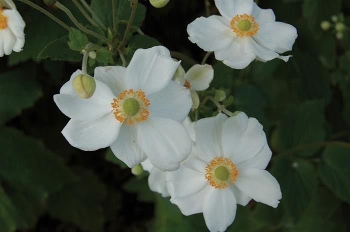 Anemone x hybrida Honorine Jobert