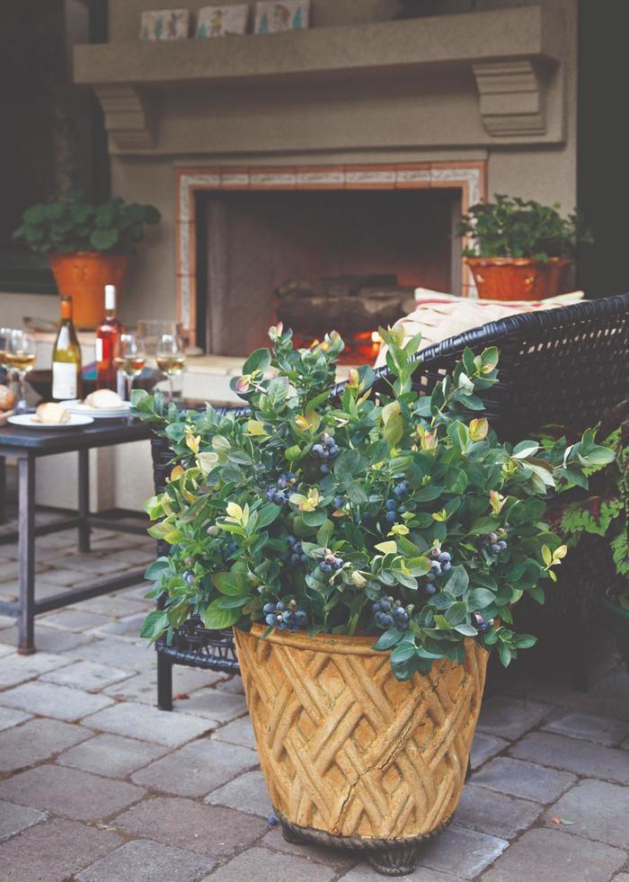 Vaccinium Peach Sorbet® PP23325