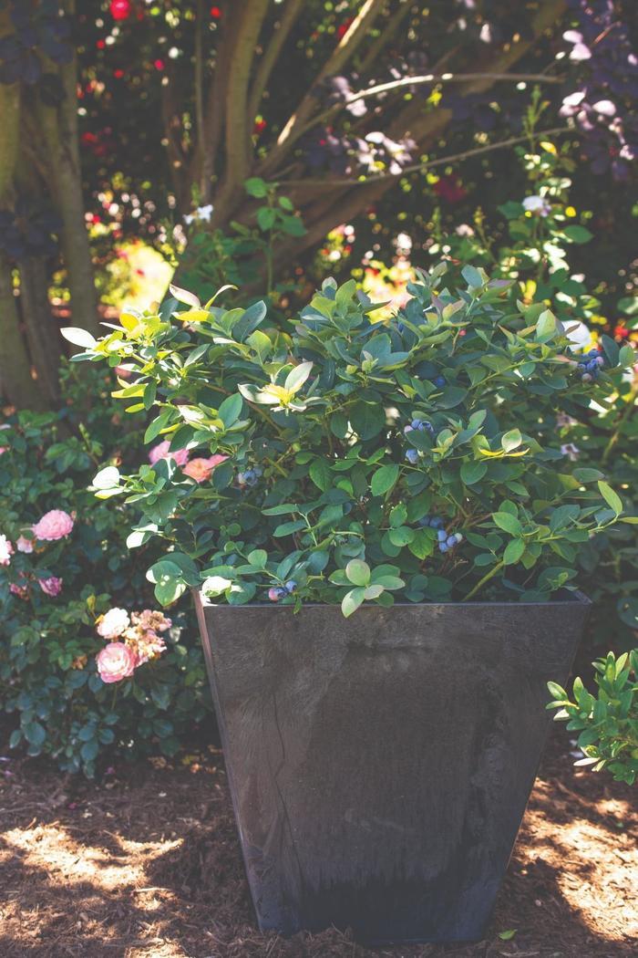 Vaccinium Silver Dollar® PP32184