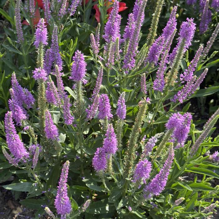 Veronica Da Vinci Delight