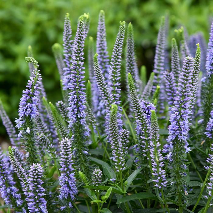 Veronica Magic Show® Ever After