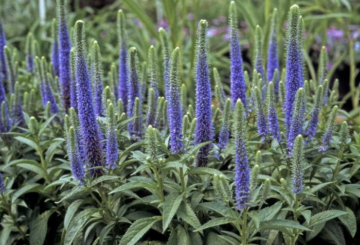 Veronica spicata Glory Royal Candles
