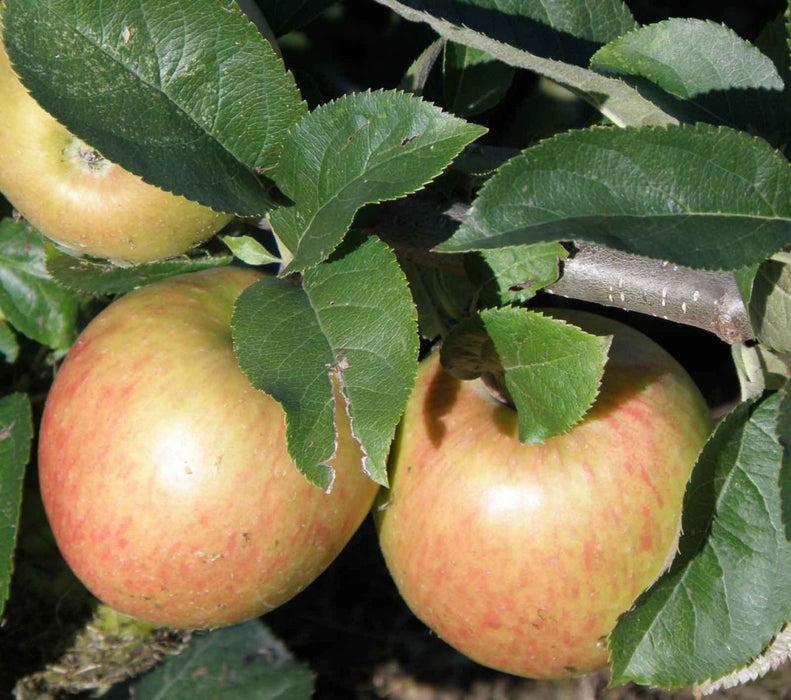 Apple Semi-Dwarf Jonagold