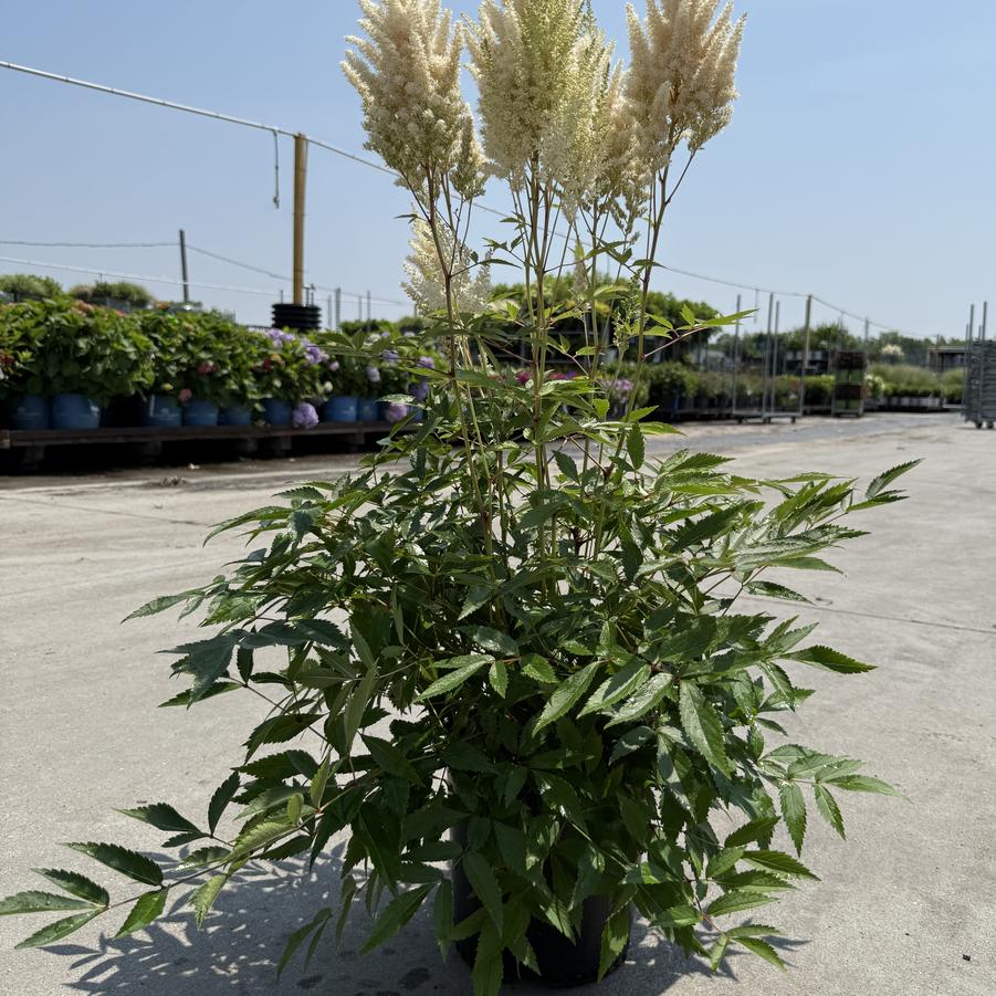 Astilbe x arendsii White Gloria
