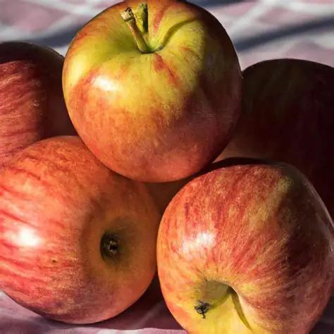 Apple Semi-Dwarf Northern Spy