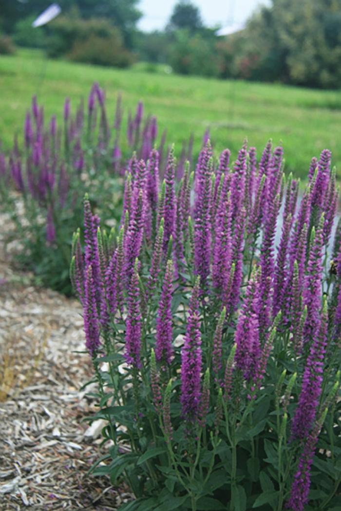 Veronica spicata Moody Blues® Mauve