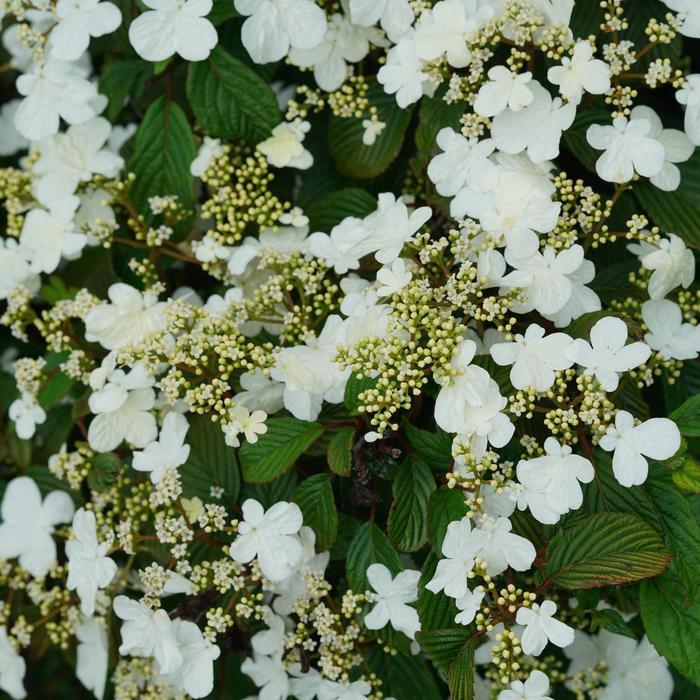 Viburnum plicatum Steady Eddy® PP33899