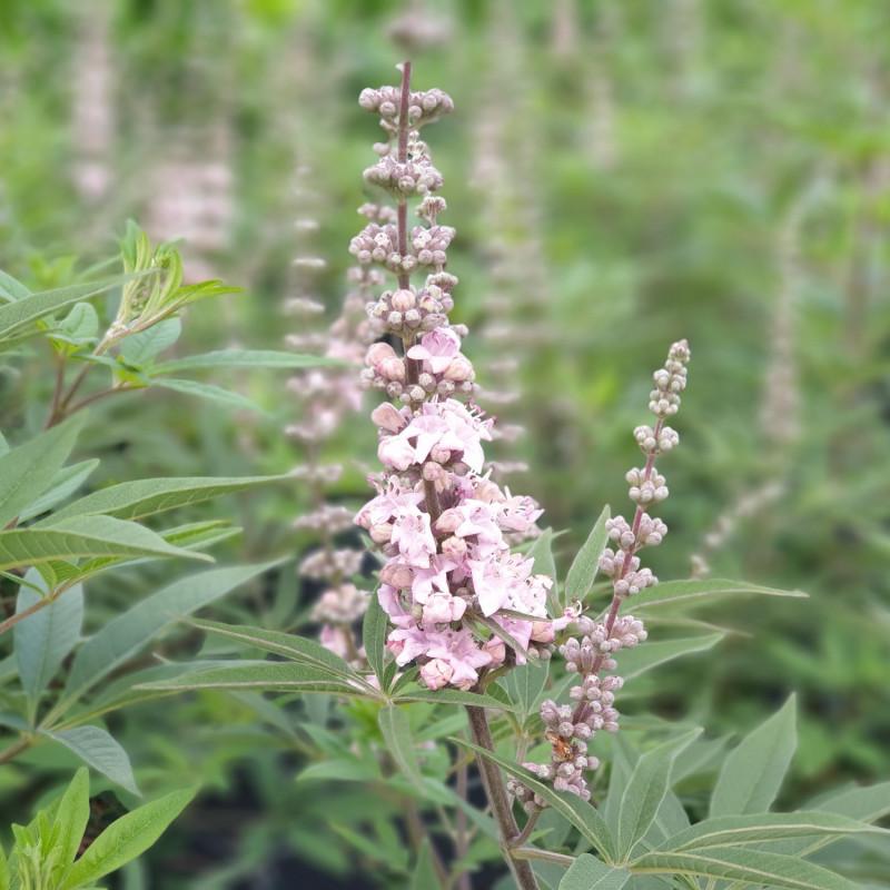 Vitex agnus-castus Galactic Pink®