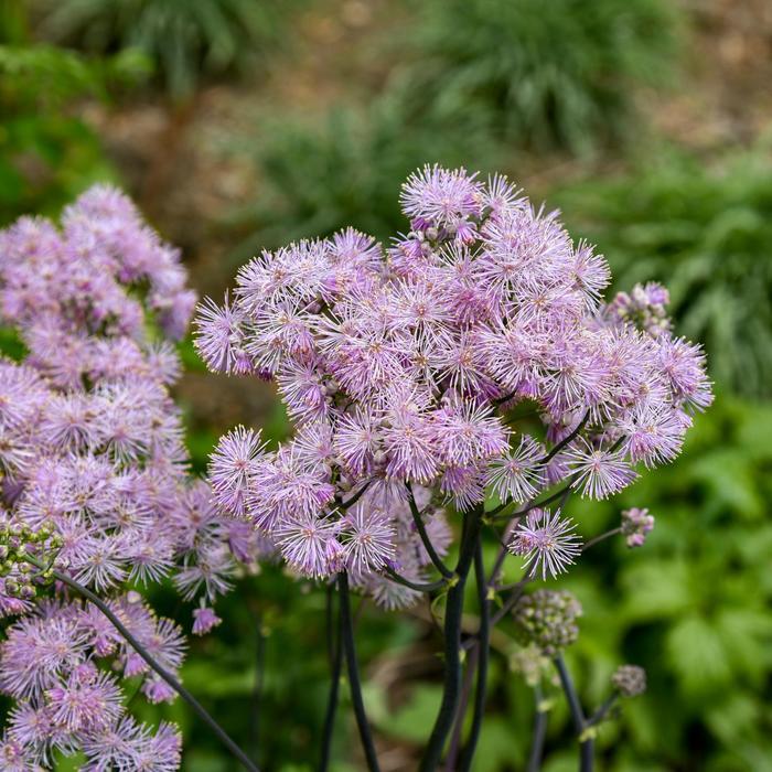 Thalictrum Cotton Candy PPAF