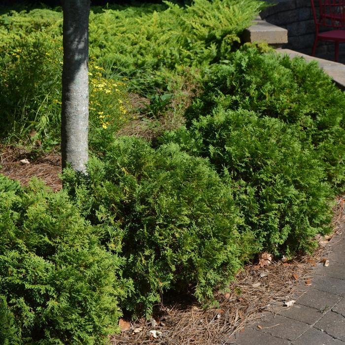 Thuja occidentalis Bobazam Mr. Bowling Ball®