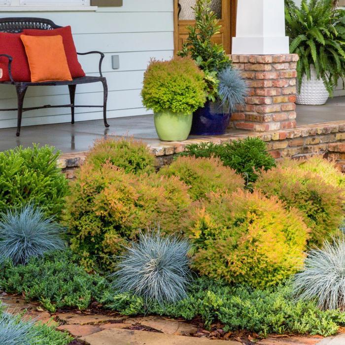 Thuja occidentalis Fire Chief™ PP19009