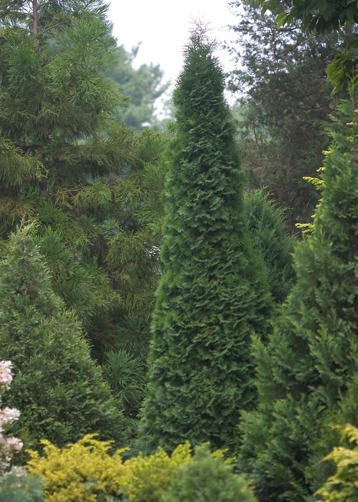 Thuja occidentalis North Pole® PP22174