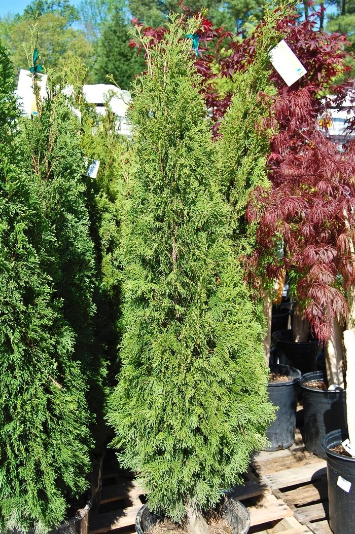 Thuja occidentalis Smaragd