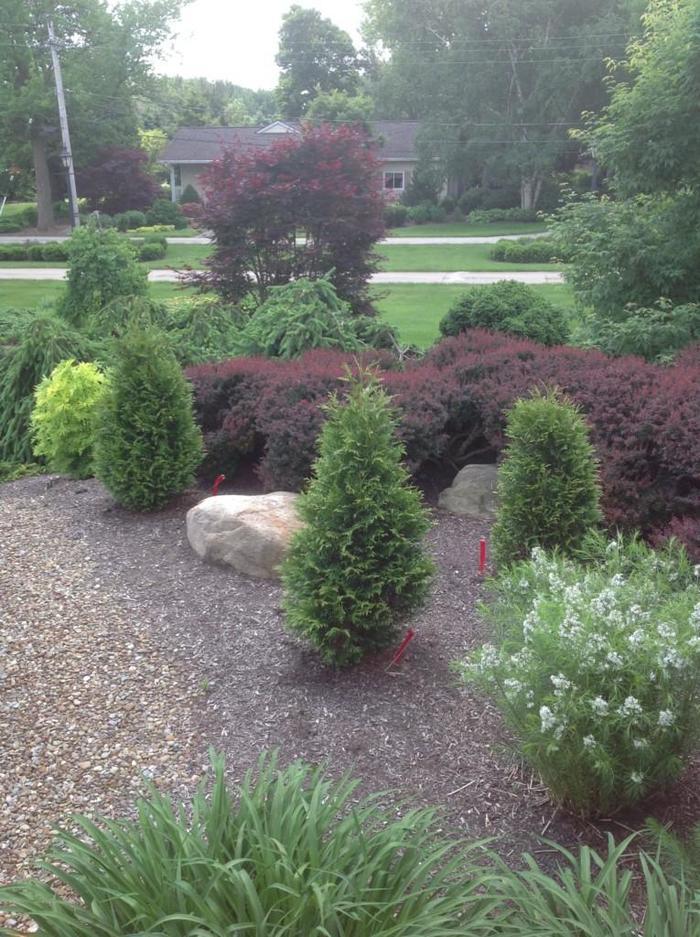 Thuja plicata Junior Giant PP31297