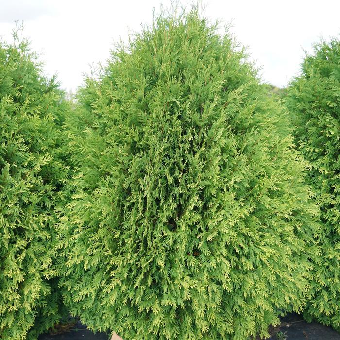 Thuja occidentalis Cheer Drops® PP33286