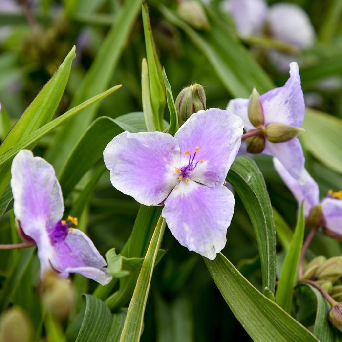 Tradescantia Webmaster