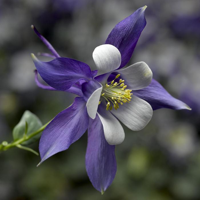 Aquilegia KIRIGAMI™ Deep Blue & White