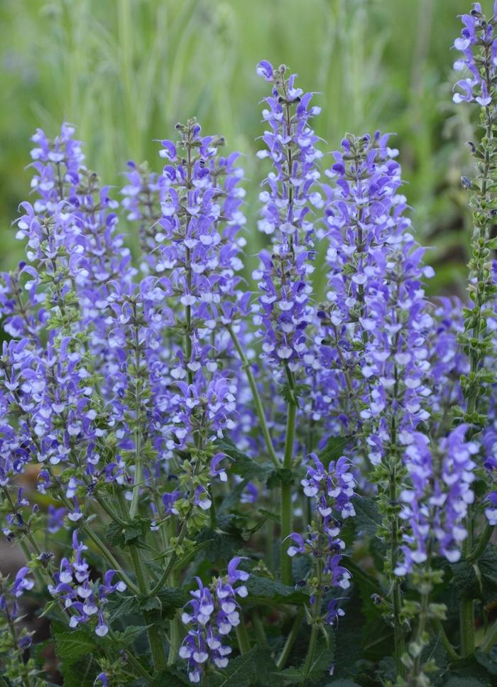 Salvia Color Spires® Azure Snow