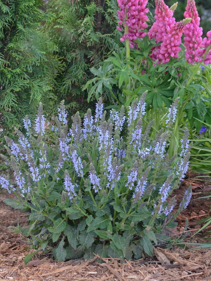 Salvia Color Spires® Crystal Blue
