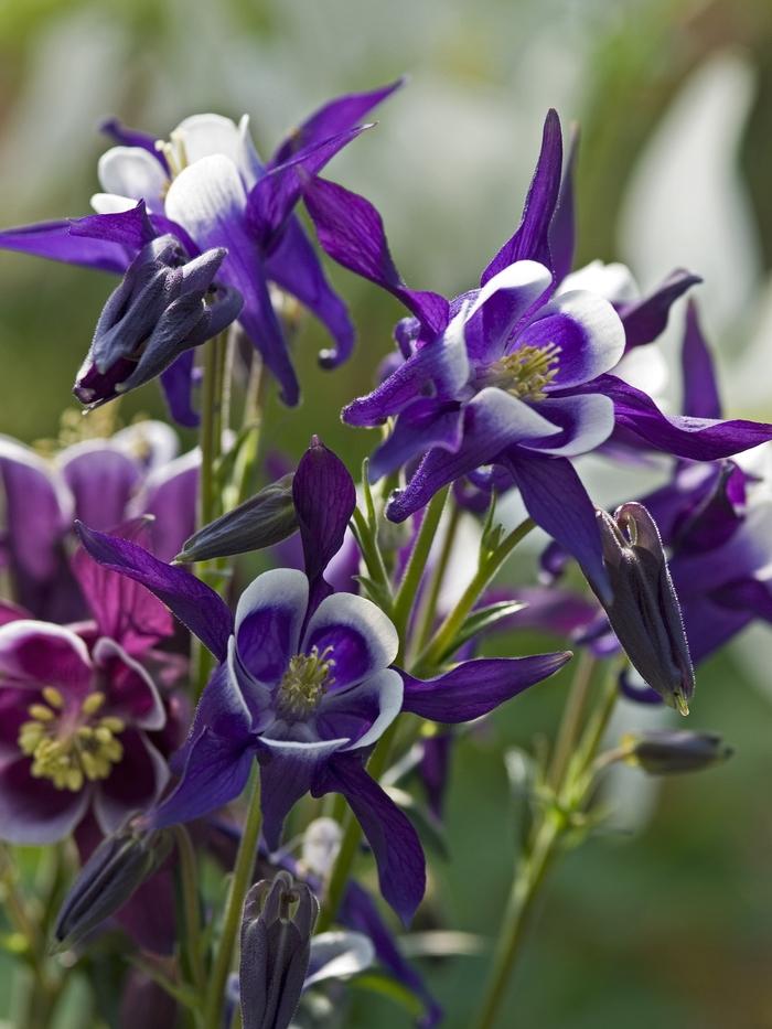 Aquilegia vulgaris Winky Blue and White