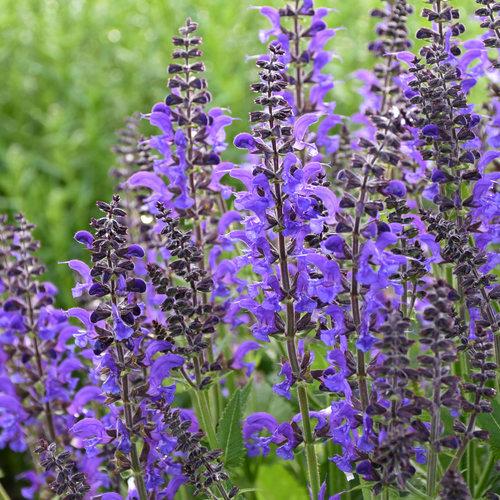 Salvia Color Spires® Indiglo Girl